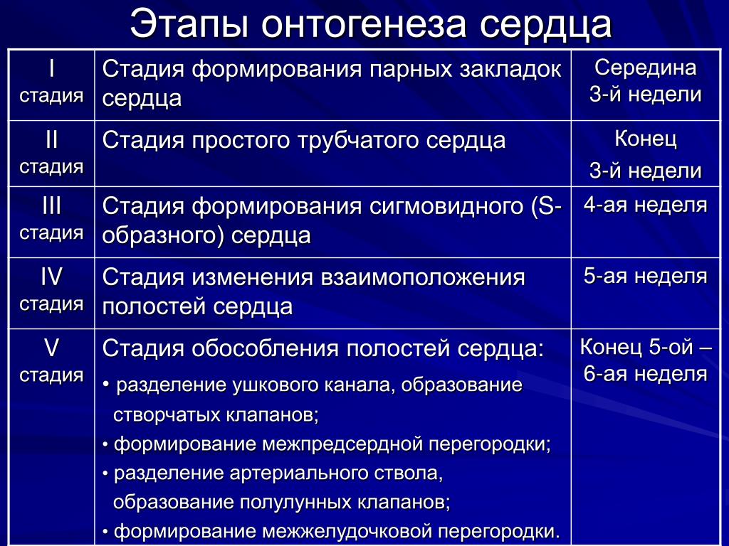 Онтогенез 3 периода