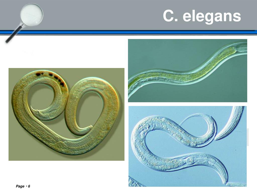 PPT - Introduction of C. elegans PowerPoint Presentation, free download