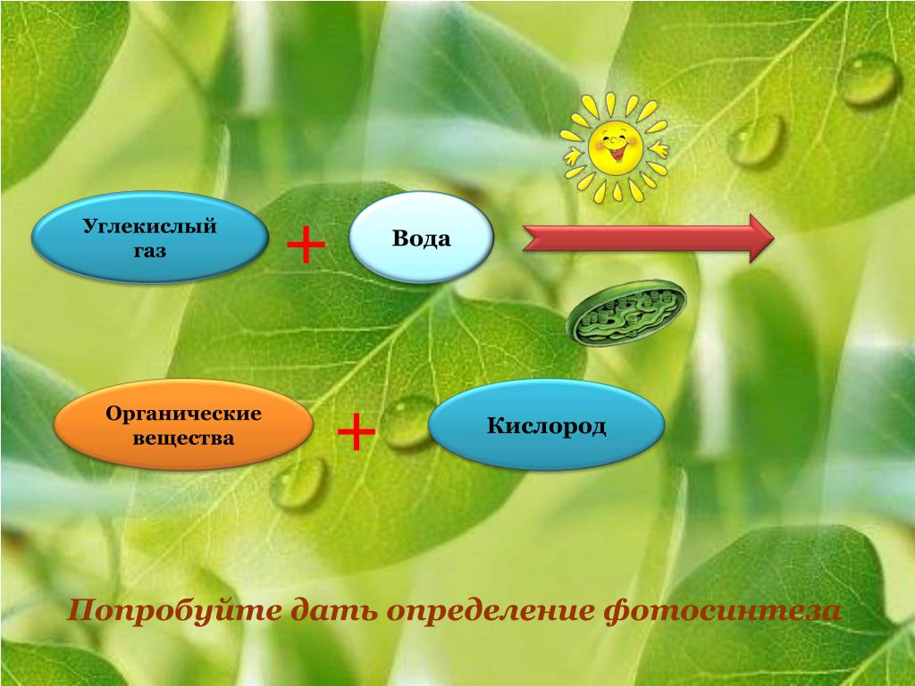 Организмы способные к фотосинтезу называют. Фотосинтез схема. Значение фотосинтеза в природе. Роль фотосинтеза для растений. Схема процесса фотосинтеза.
