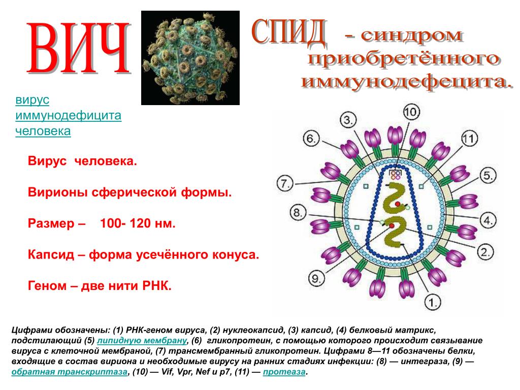 Формы спида. Вирус это неклеточная форма жизни вирус ВИЧ. Схема строения вириона ВИЧ. Строение вируса ВИЧ. Форма вируса иммунодефицита человека.