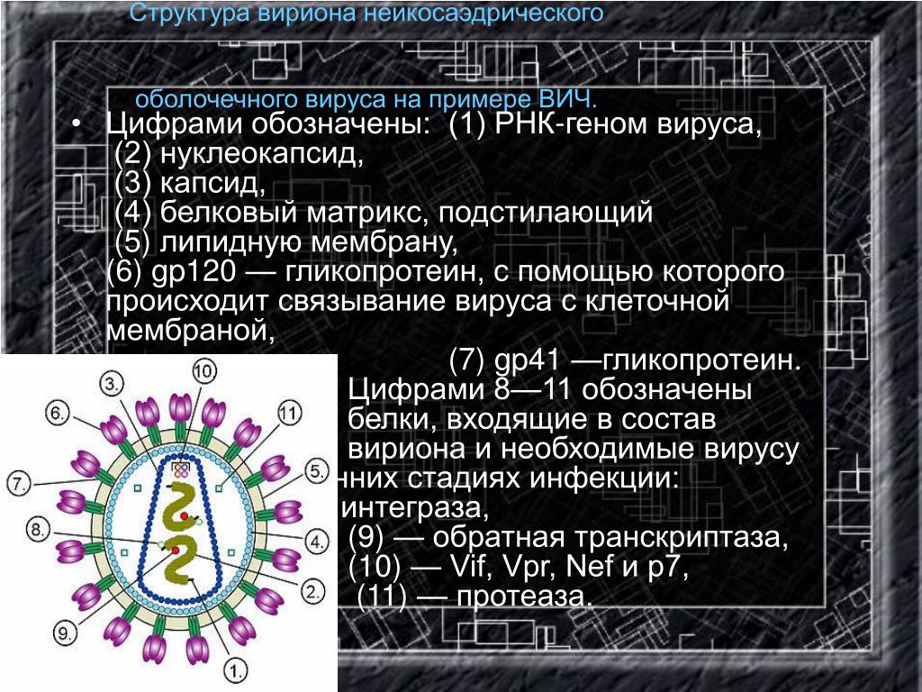 Рнк вируса количественно. Коронавирус строение вириона. В состав вириона входит. Состав вириона. Морфологическая форма вириона вируса гриппа.