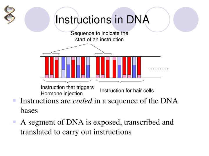 dna segments essay I've spent $80 on civil war pension papers dnasleuth incorporating dna in to identify which grandparent my different dna segments came from. dna segments essay I've spent $80 on civil war pension papers dnasleuth incorporating dna in to identify which grandparent my different dna segments came from.