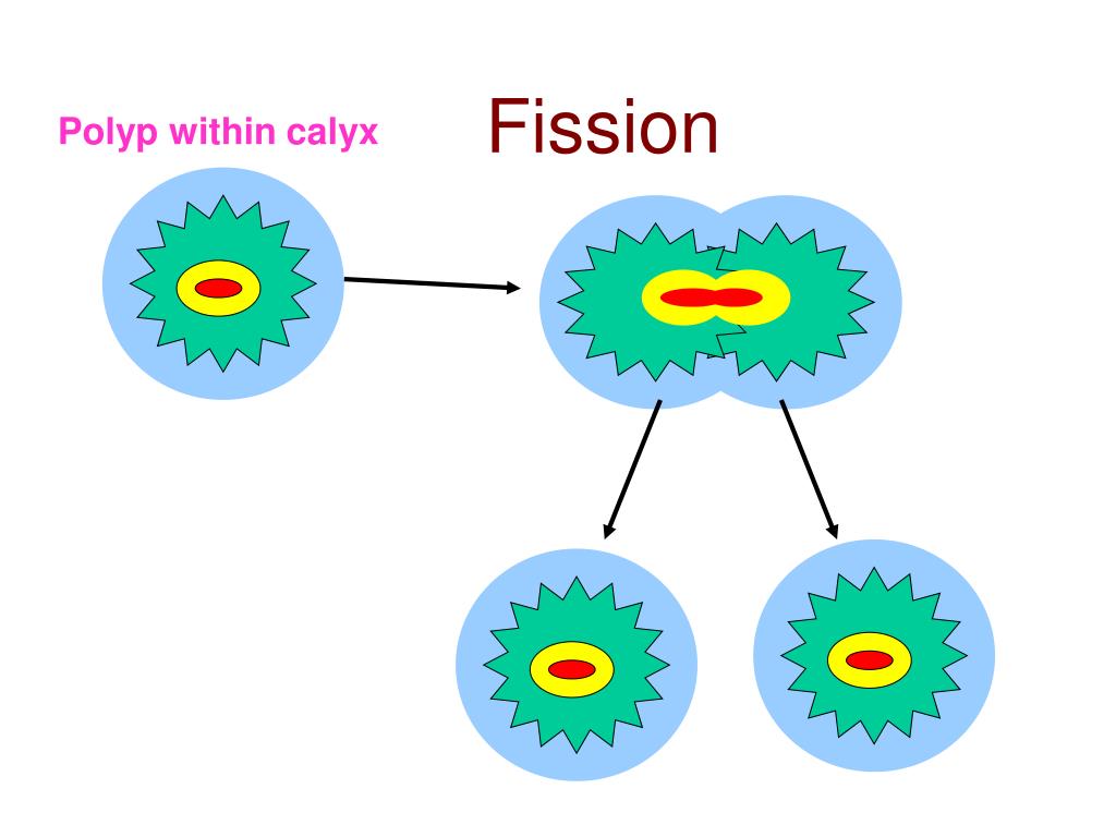 Fission перевод
