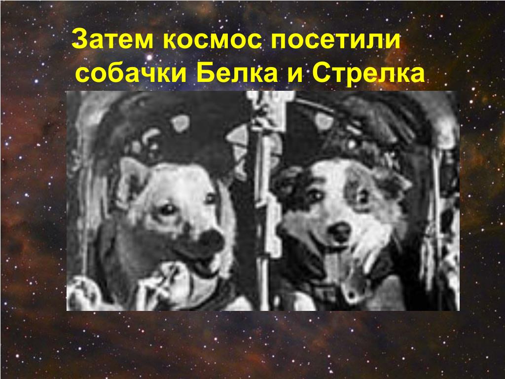 Клички собак в космосе. Белка и стрелка в космосе. Белка и стрелка в космосе игрушки. Мягкие игрушки белка и стрелка. Белка и стрелка презентация для детей.