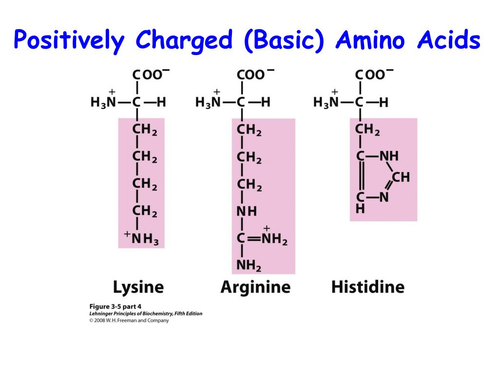 positively charged amino acids