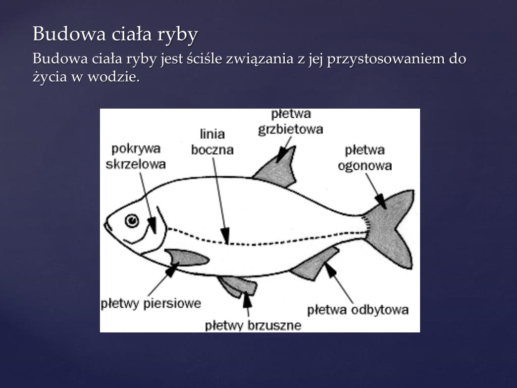 Wyjaśnij Co To Znaczy że Ryby Są Zwierzętami Zmiennocieplnymi