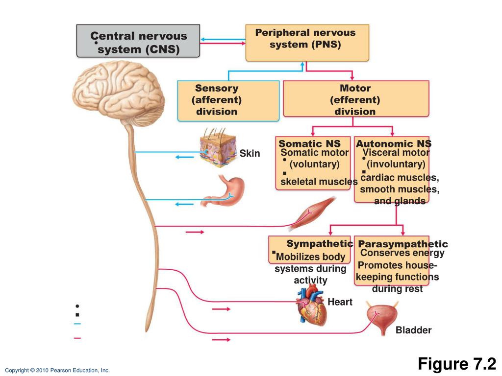 somatic nervous system effectors somatic nervous system effectors