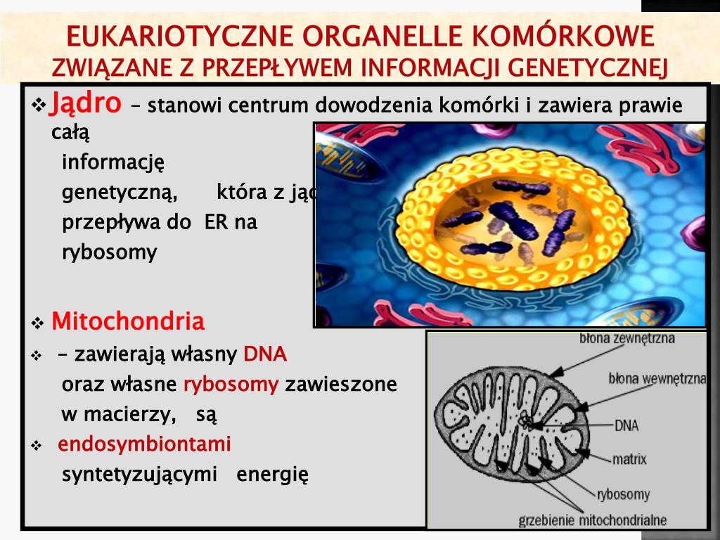 Dna To Związek Chemiczny Który Występuje W Komórkach Wszystkich Organizmów PPT - Wykład 1. Biologia. Genetyka ogólna PowerPoint Presentation, free