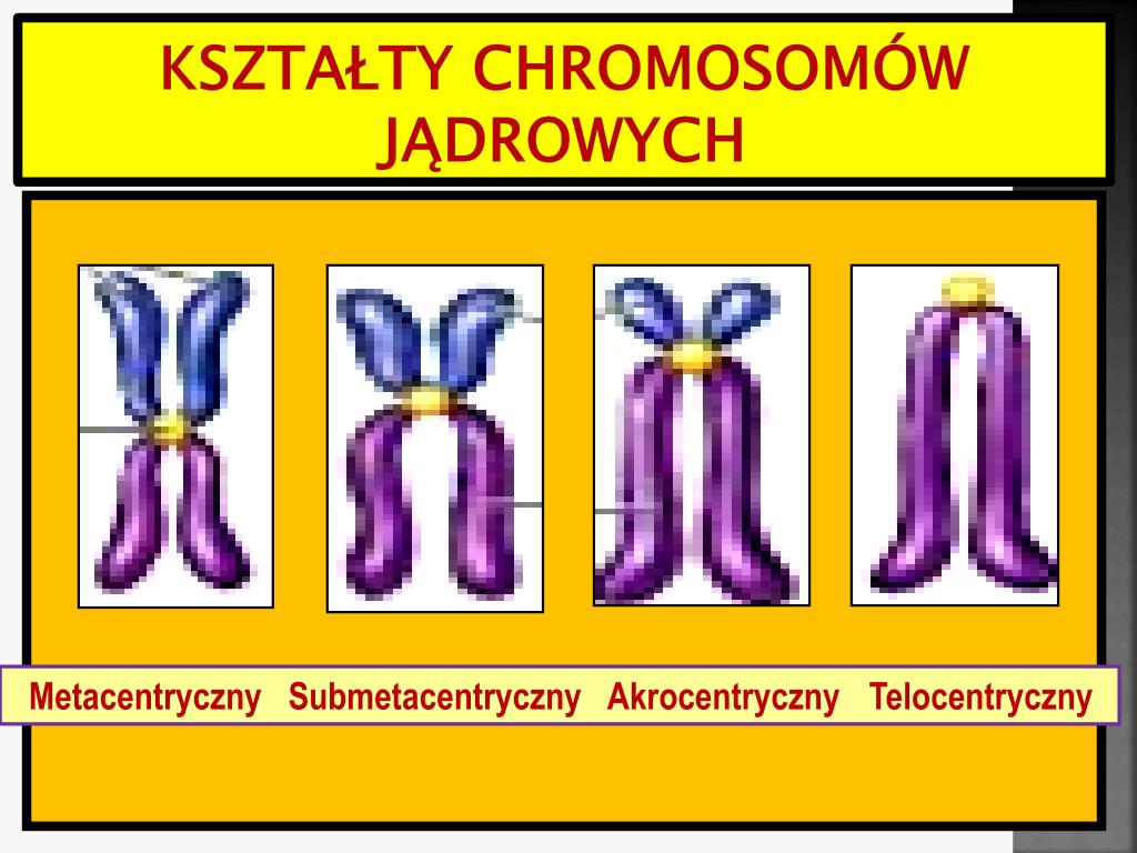 Ile Chromosomów Znajduje Się W Komórce Ciała Człowieka PPT - Wykład 1. Biologia. Genetyka ogólna PowerPoint Presentation, free