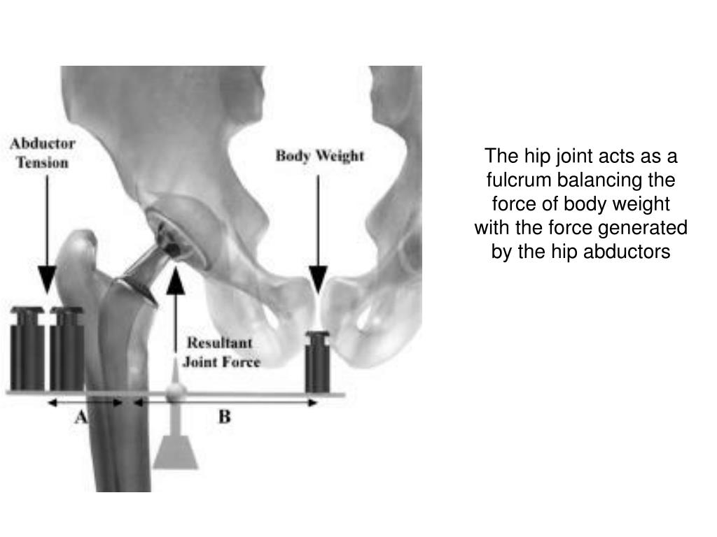 PPT - Biomechanical Principles of the Hip and the Application to THA ...