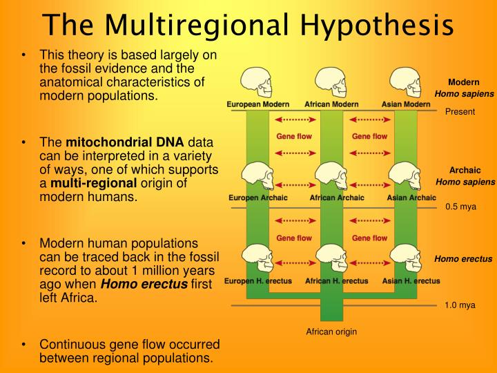 multi regional continuity the fossil evidence essay The regional continuity theory uses fossils and very limited dna evidence to attempt to support their claims essay on multi-regional continuity:. multi regional continuity the fossil evidence essay The regional continuity theory uses fossils and very limited dna evidence to attempt to support their claims essay on multi-regional continuity:.