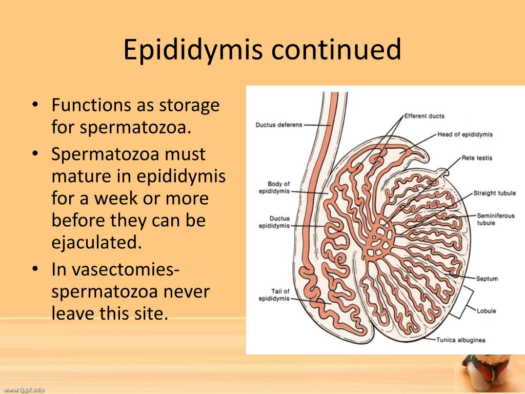 The Function Of The Epididymis Is