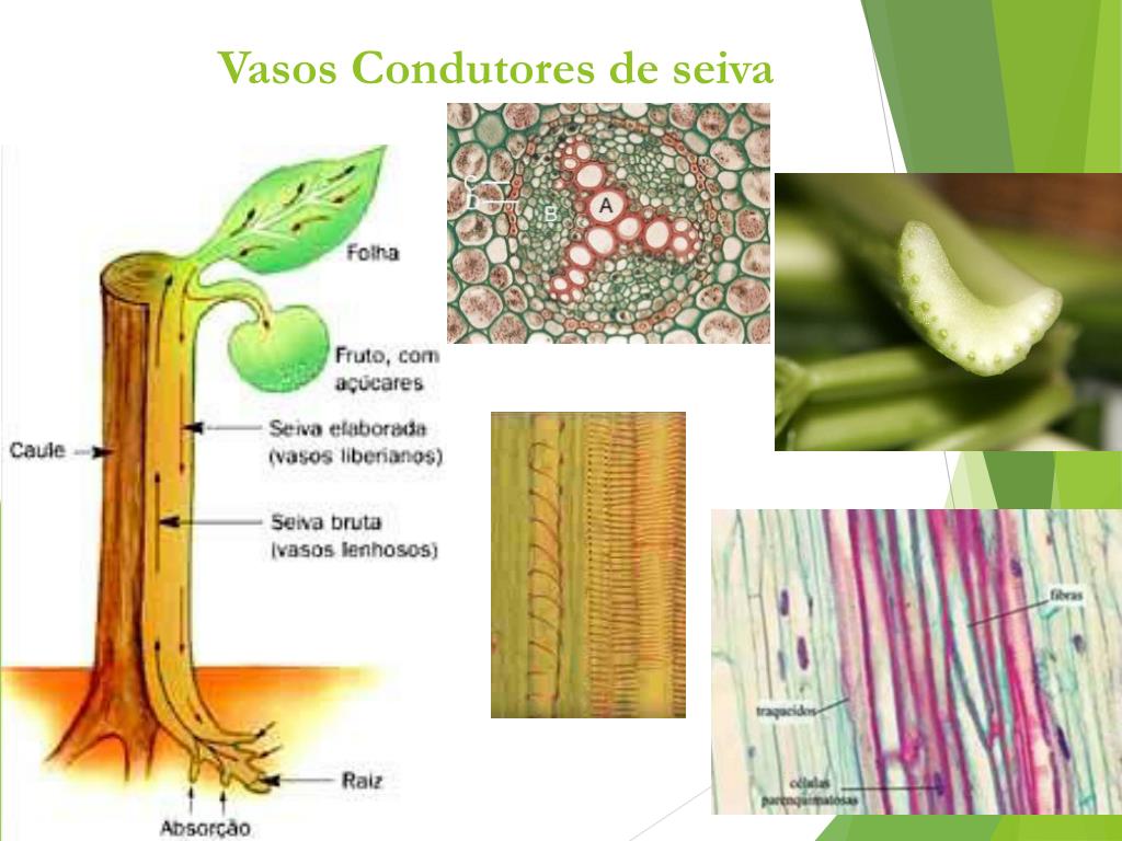 Transporta A Seiva Para Todas As Partes Das Plantas - FDPLEARN