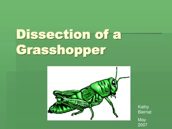 dissection of a grasshopper n.