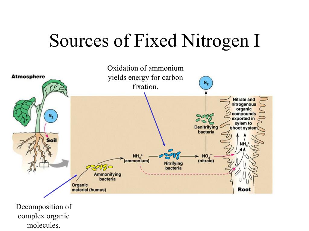 PPT - Mineral Nutrition in Plants II PowerPoint Presentation, free ...