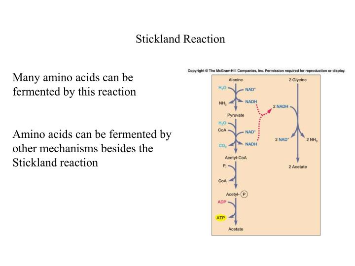 PPT Fermentations PowerPoint Presentation ID6338520