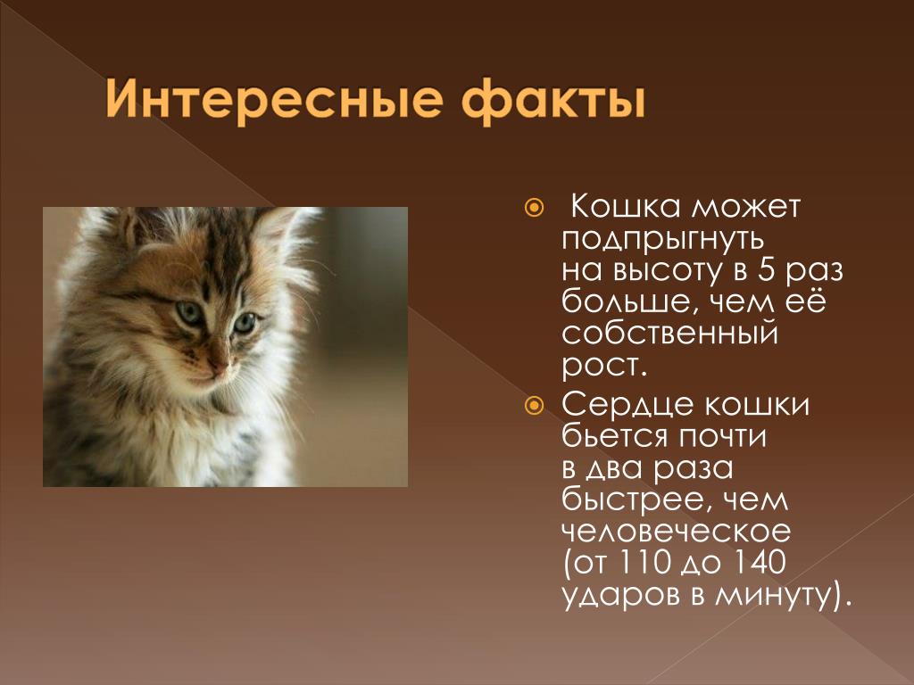 Информация про кошек