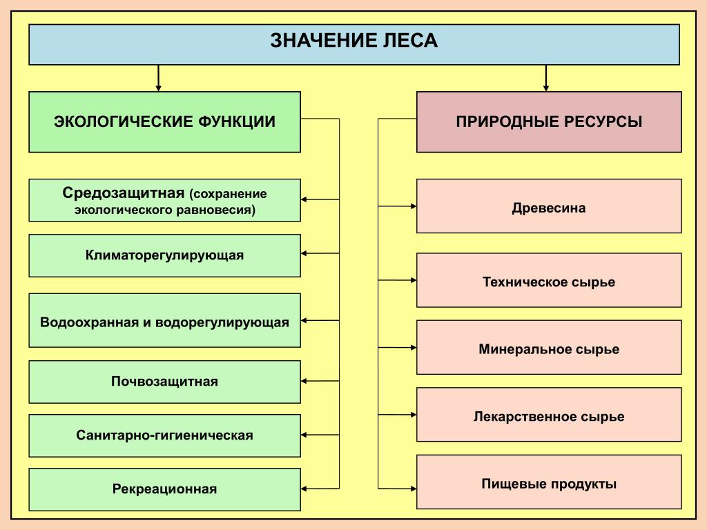 Используя материал краткой теории заполните схему экологические функции леса