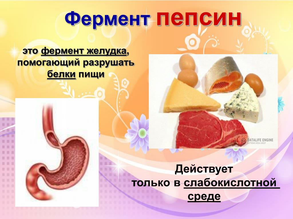 Какой фермент работает в желудке человека