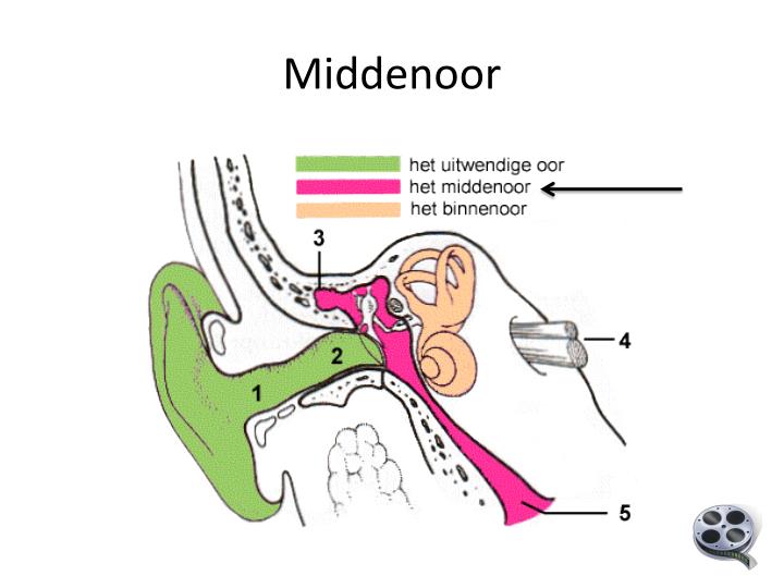 Ppt Bouw En Werking Van Het Oor Powerpoint Presentation Id6344905 6815