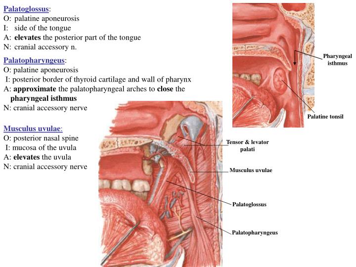palatine aponeurosis