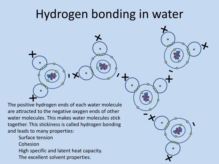 Why is hydrogen bonding in water important to life? 