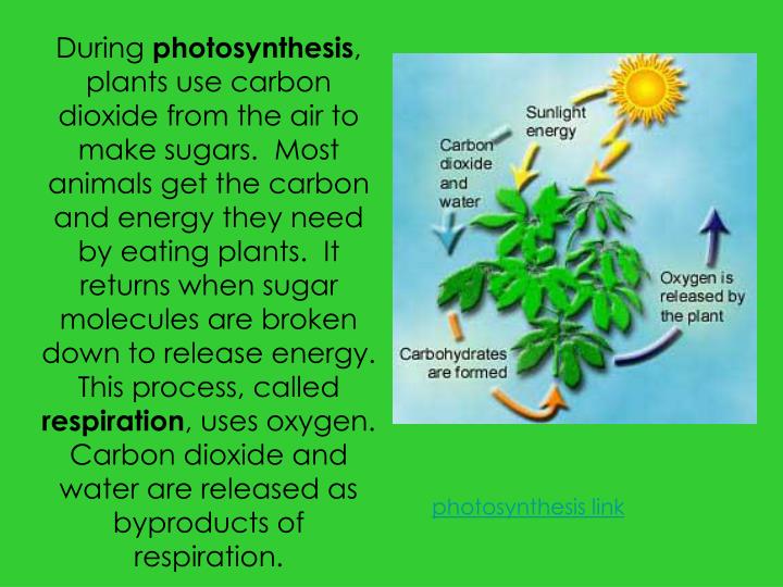 PPT CYCLES IN NATURE PowerPoint Presentation ID6348690