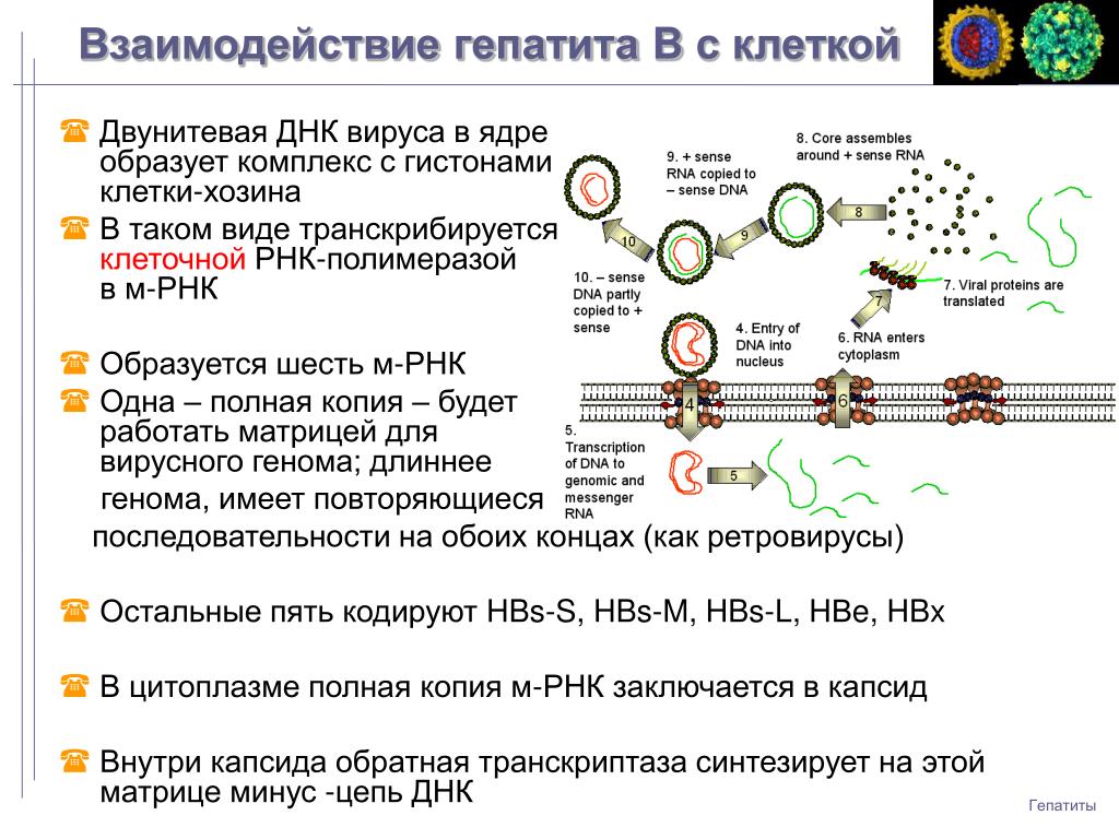 Рнк блокирует. Жизненный цикл ДНК содержащих вирусов. Взаимодействие вируса гепатита в с клеткой. Вирус гепатита ДНК или РНК. Вирус гепатита б ДНК.