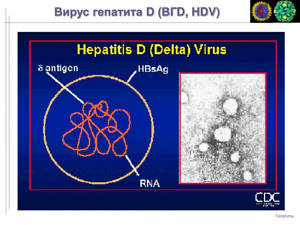 Гепатит д это. Строение вируса гепатита Дельта. Вирус гепатита в. Вирус гепатита d. Гепатит д строение.