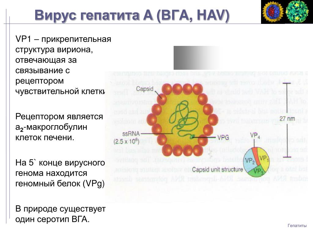 Гепатит ферменты. Структура вириона вируса гепатита в. Схема строения генома вируса гепатита в. Вирус гепатита е строение. Строение вируса гепатита с схема.