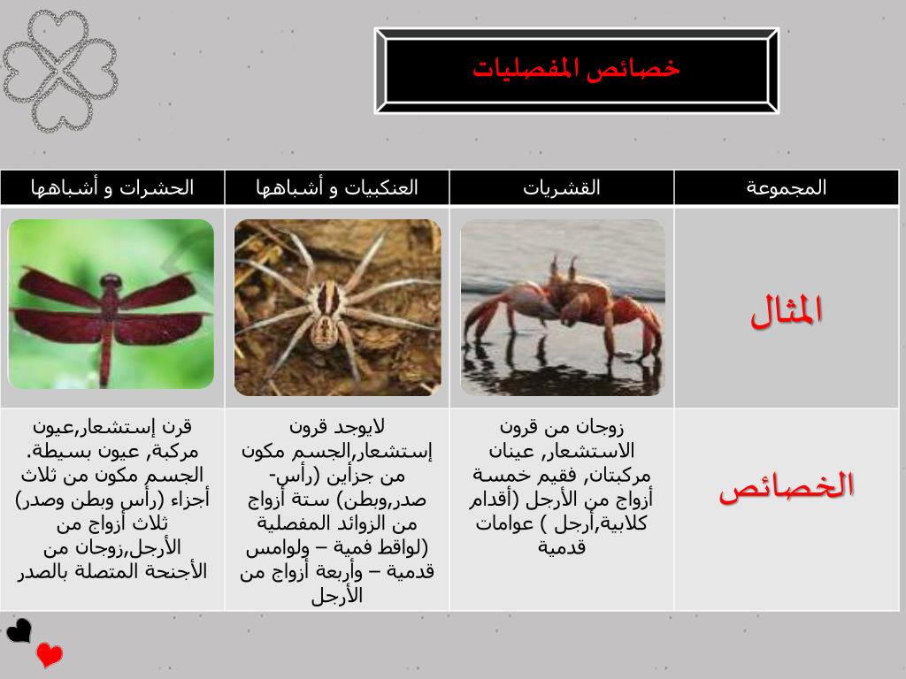 تتميز مجموعة المفصليات العنكبيات والقشريات والحشرات وعديدة الأرجل بما يلي على التوالي