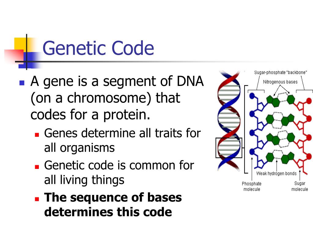 Sugar code. Genetic code. Genetic code Protein. Genetic code on DNA. Gene is a segment of DNA that codes.