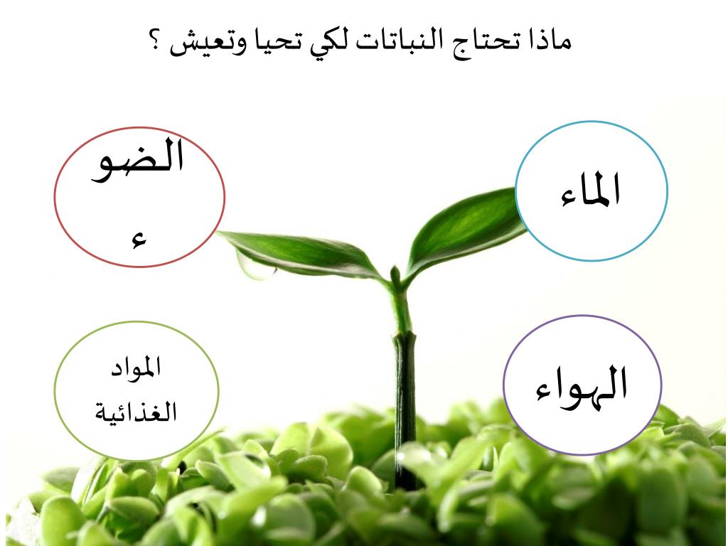 Ppt ماحاجات النباتات Powerpoint Presentation Free Download Id 6351177