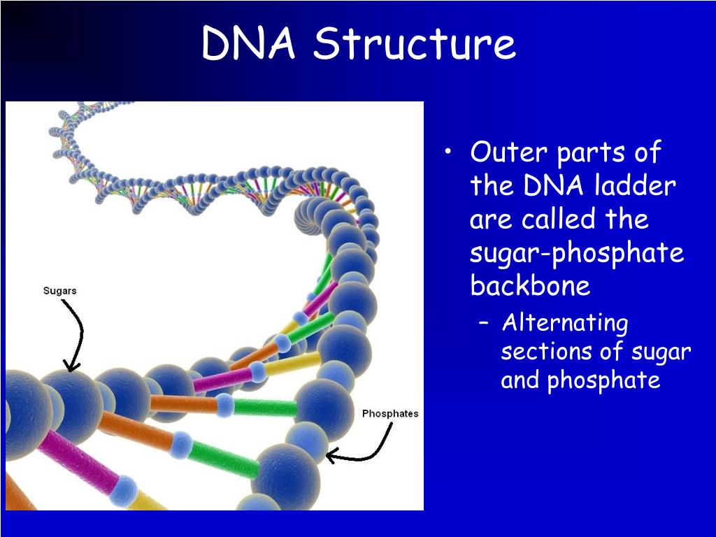 dna backbone structure dna backbone structure