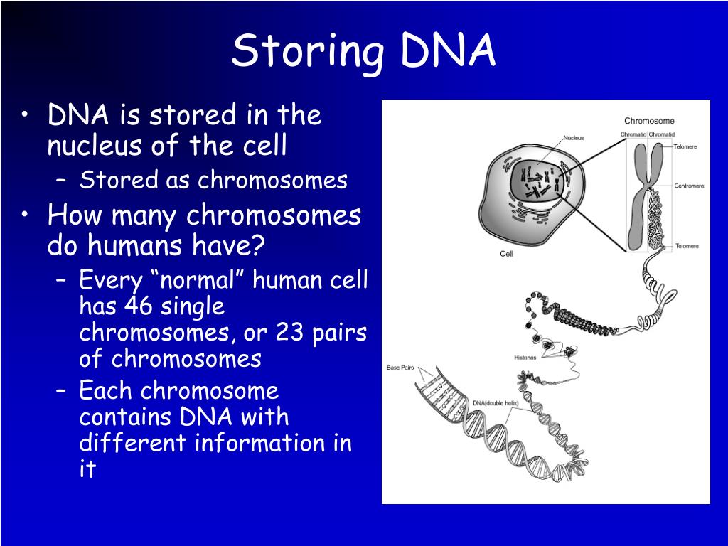 PPT - DNA PowerPoint Presentation, free download - ID:6351757
