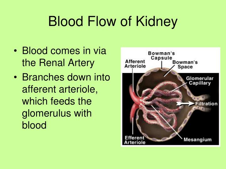 Blood Flow Through Kidney Diagram