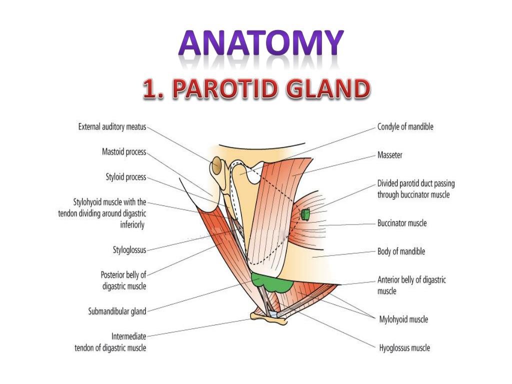 PPT - SALIVARY GLAND DISORDERS PowerPoint Presentation, free download