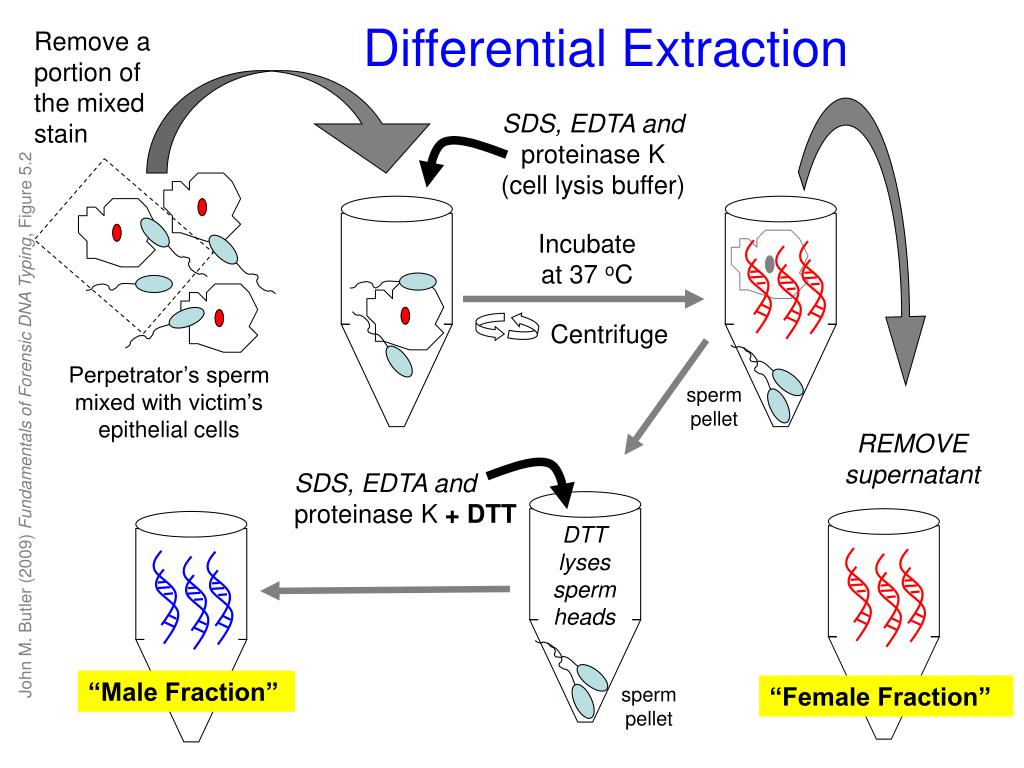 Ppt fundamentals of forensic dna typing powerpoint presentation free