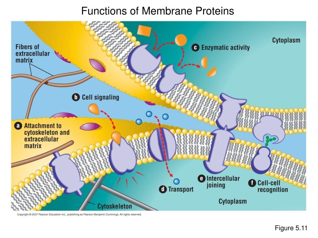 PPT The Working Cell Membrane Function CHAPTER 5