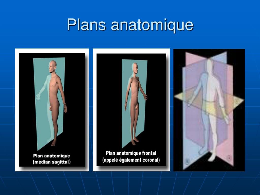 PPT Introduction L ANATOMIE PowerPoint Presentation Free Download PPT Introduction L ANATOMIE PowerPoint Presentation Free Download