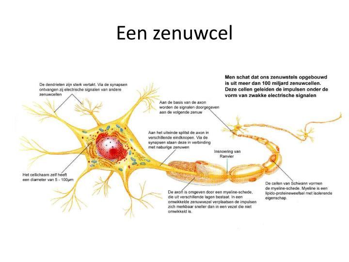 Uitloper Van Een Zenuwcel 4 Letters PPT - Zenuwstelsel PowerPoint Presentation - ID:6354405