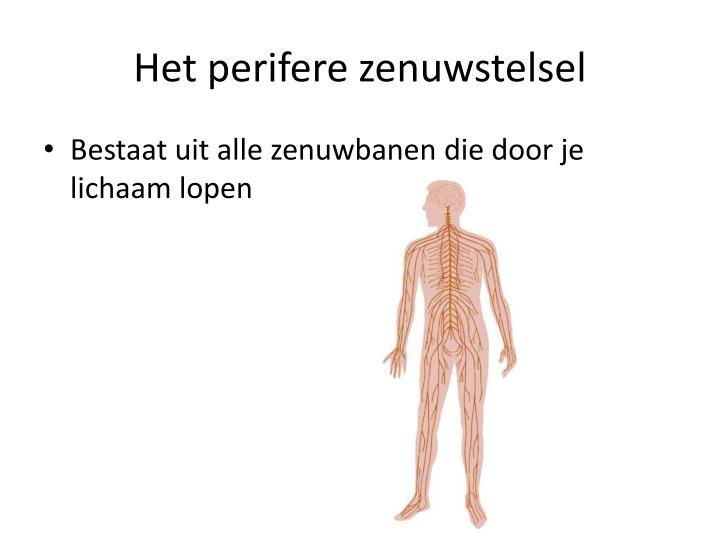 PPT - Zenuwstelsel PowerPoint Presentation - ID:6354405