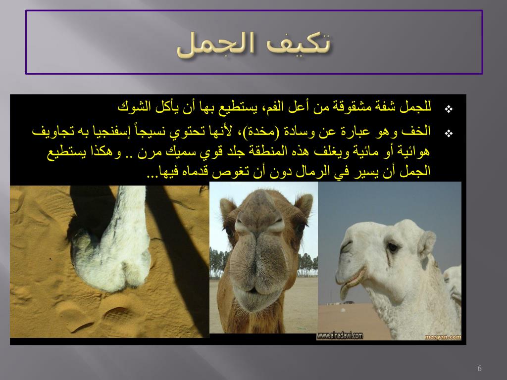 PPT - الجمل سفينة الصحراء PowerPoint Presentation, free download -  ID:6354727