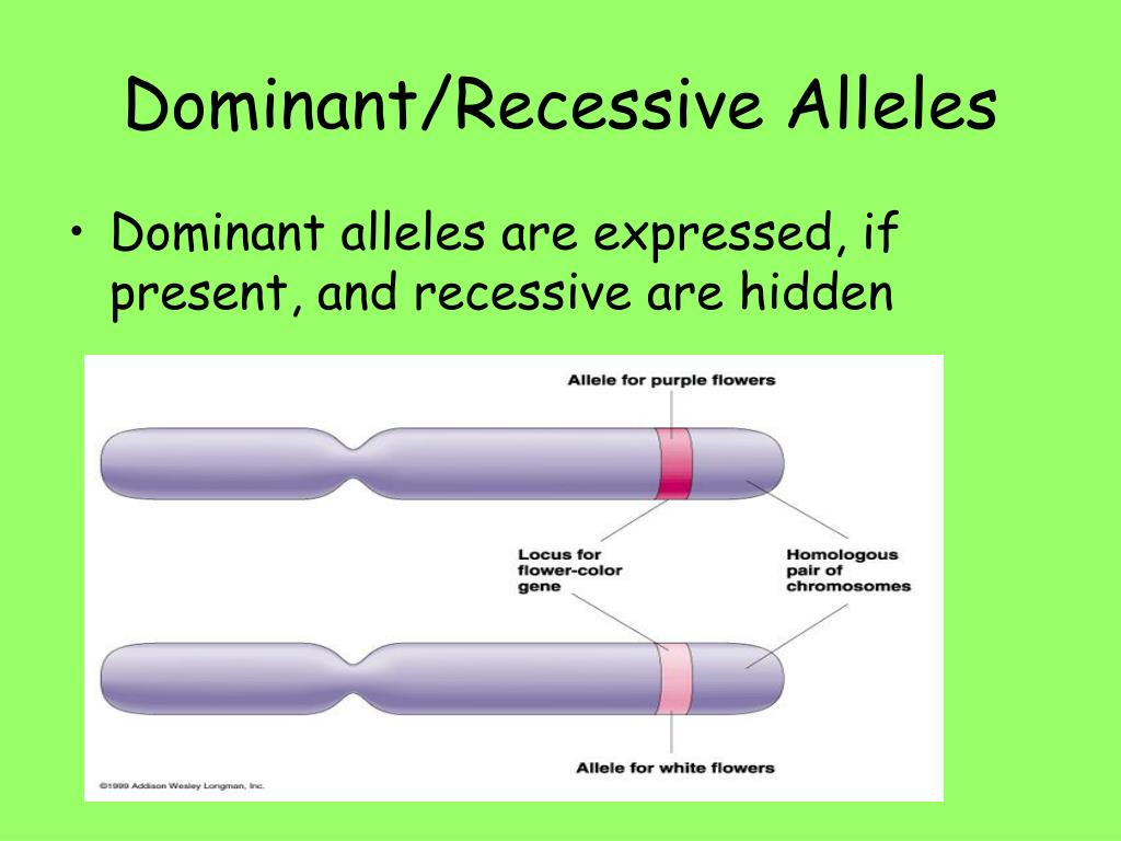 what does recessive allele mean in biology