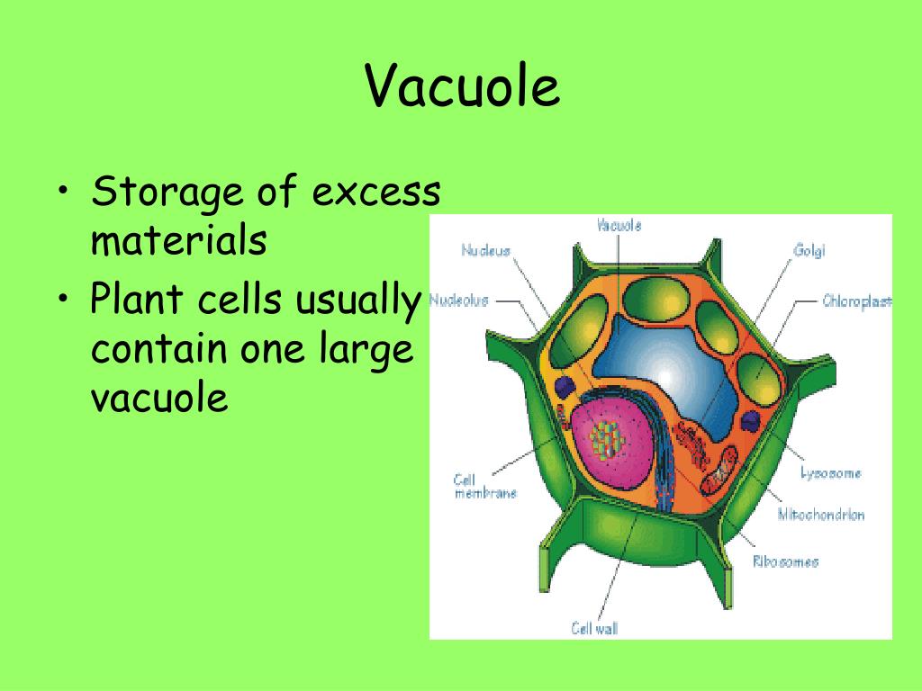 PPT - Biology EOC Highlight Review PowerPoint Presentation; free