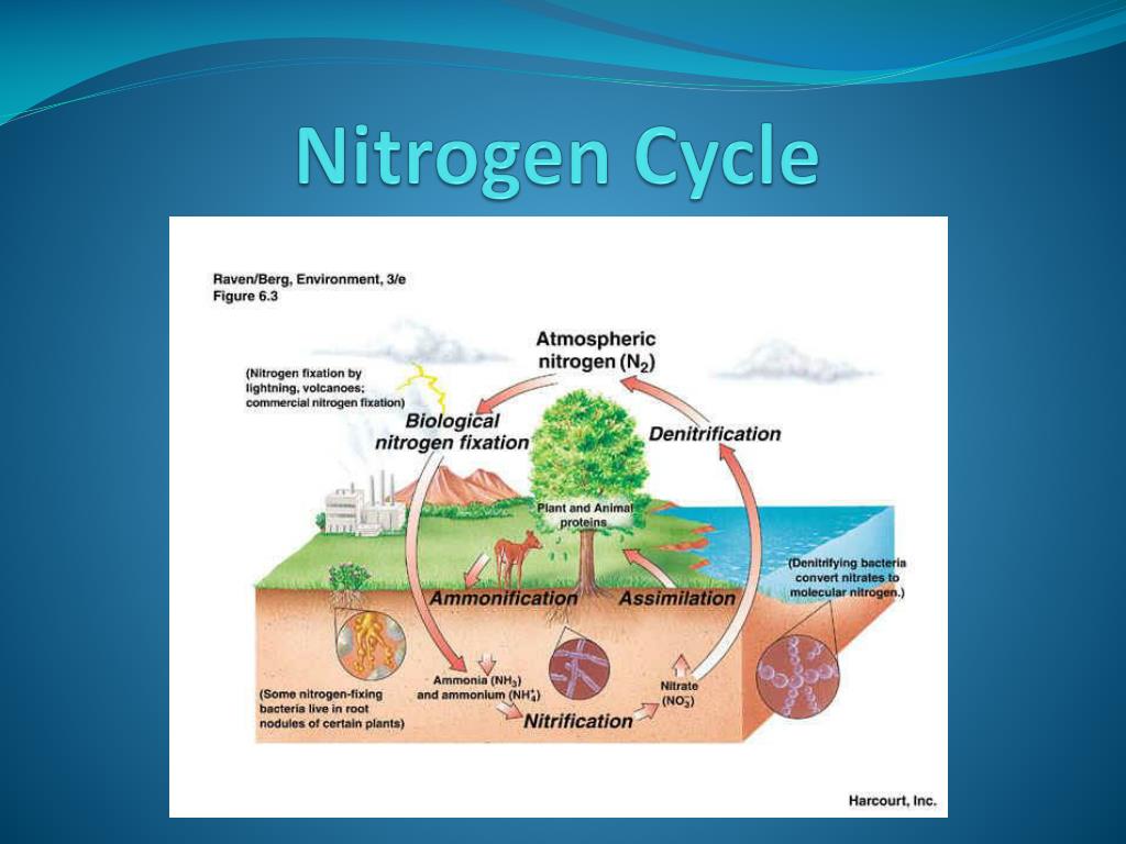 Ppt Nitrogen Cycle Powerpoint Presentation Free Download Id6355672