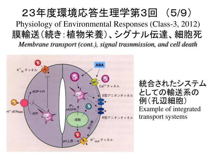 Ppt 統合されたシステムとしての輸送系の例 孔辺細胞 Example Of Integrated Transport Systems Powerpoint Presentation Id Ppt 統合されたシステムとしての輸送系の例 孔辺細胞 Example Of Integrated Transport Systems Powerpoint Presentation Id