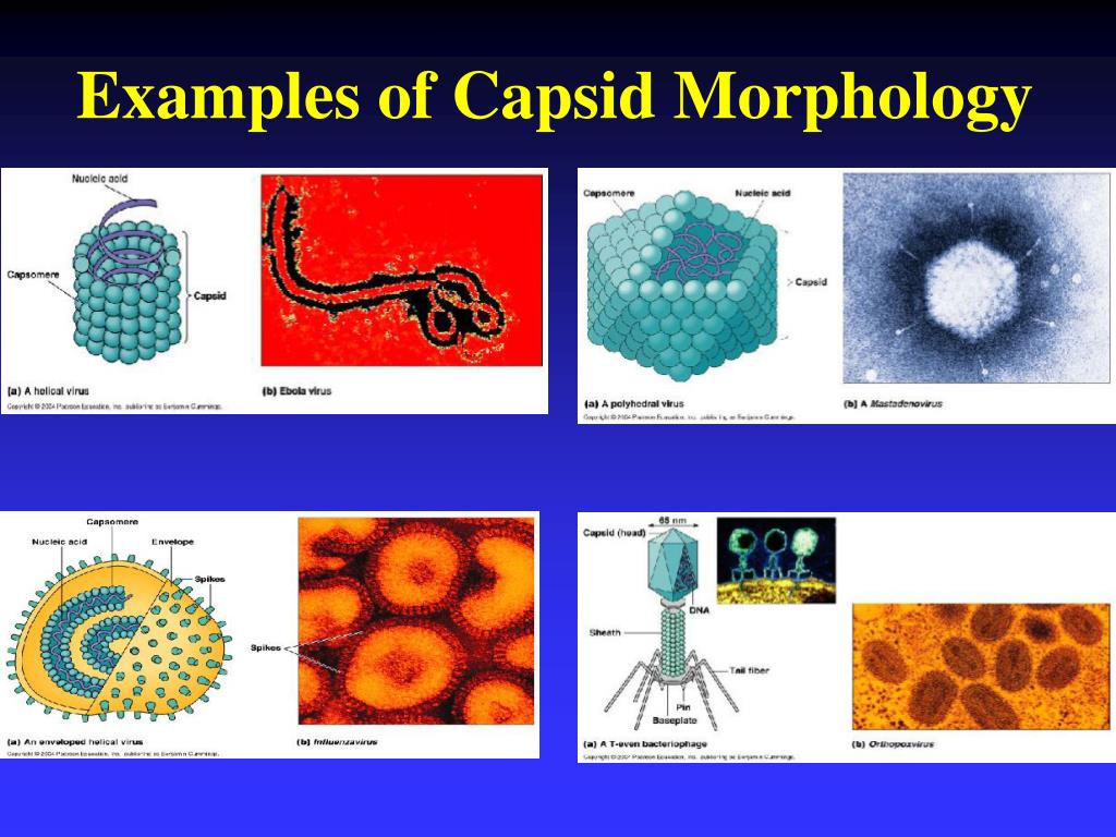 PPT - Chapter 13: Viruses PowerPoint Presentation - ID:6357675