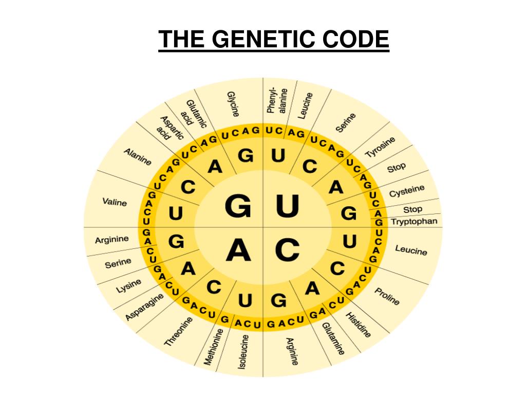PPT - DNA – The Code of Life Chapter 12 PowerPoint Presentation, free 