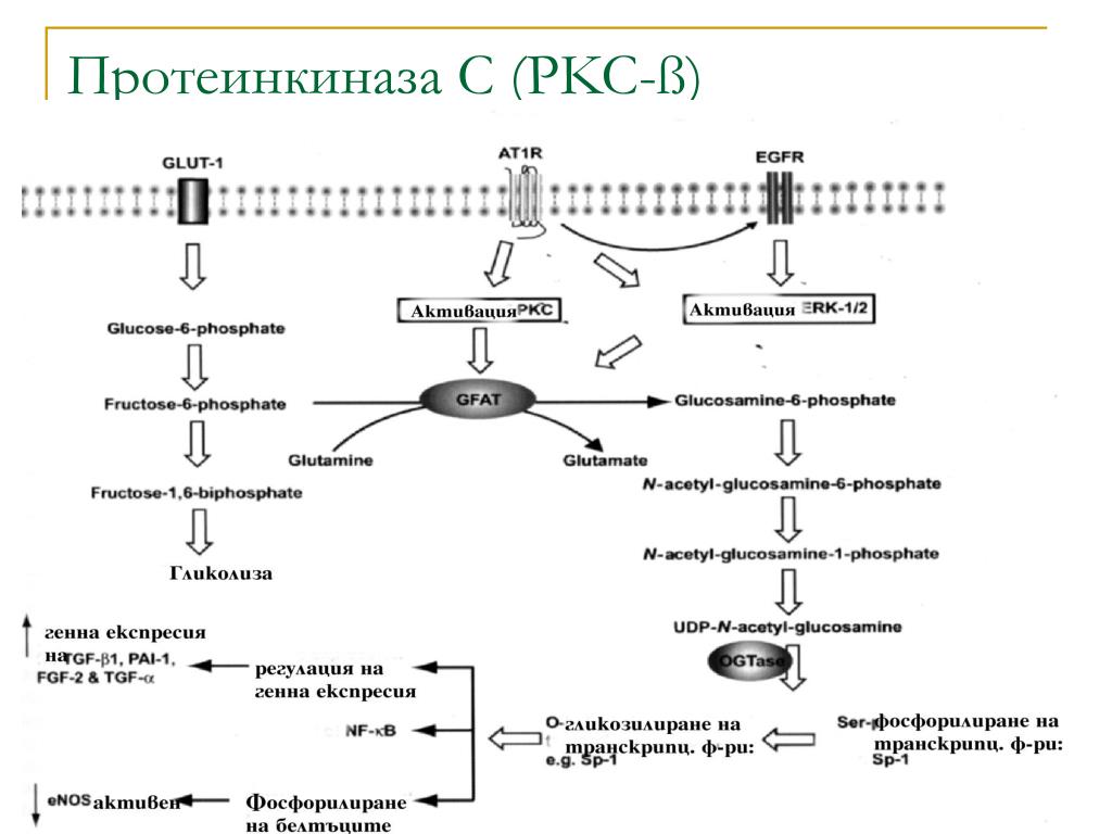 Протеинкиназа а. Схема активации протеинкиназы а. Механизм активации протеинкиназы а. Механизм активации ЦАМФ-зависимой протеинкиназы. Строение протеинкиназы.